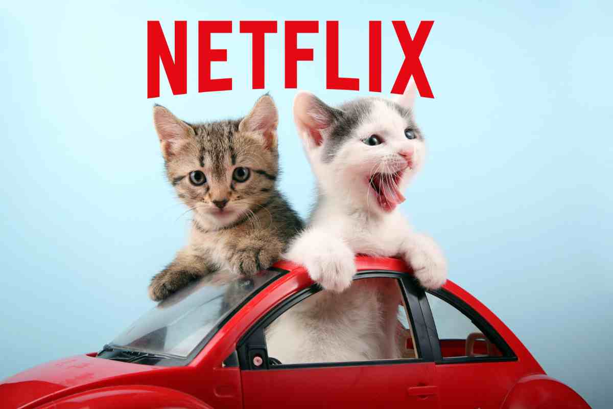 gattini in una macchina con logo netflix