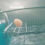 uovo dentro un frigo